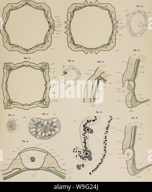 Archiv Bild von Seite 94 des Cubomedusae (1898) Stockfoto