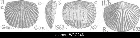 Archiv Bild von Seite 95 ein Wörterbuch der Fossilien Stockfoto