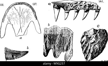 Archiv Bild von Seite 95 ein Wörterbuch der Fossilien Stockfoto