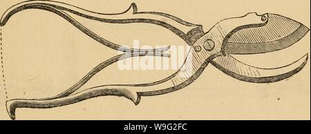 Archiv Bild von Seite 96 Der Anbau der Einheimischen. Der Anbau der einheimischen Traube cultivationofnat 01 husm Jahr: 1866 (KULTUR DER TRAUBE. 93 Einen leichten Druck der Hand wird eine starke Reben schneiden. Abb. 22 Die Form eines für schwere Beschneidung zeigen. Sie sind von J.T. Henry, Hampden, Connecticut, und können in fast allen Baumärkten hatte. Die Federn werden aus Messing, wie Stahlfedern sind sehr passend zu brechen. Eine viel leichtere und kleinere Art, aber eine Feder, ist sehr praktisch für die Erfassung der Trauben, wie es der Stamm wird schnell und reibungslos, und nicht die Rebe schütteln, Stockfoto