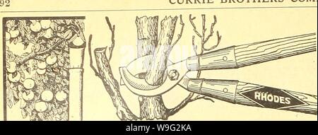 Archiv Bild von Seite 97 der Currie's Farm und Garten jährliche. Currie's Farm und Garten jährliche: Frühjahr 1923 48th Jahr curriesfarmgarde 19 curr 6 Jahr: 1923 (CURRIE BRÜDER UNTERNEHMEN, Milwaukee, Wis. RHODES DOUBLE CUT PRUIVERS. Die leistungsstärkste pruner gemacht. Die einzige Gartenschere, dass Schnitte" von beiden Seiten der Extremitäten- und nicht die Rinde stechen. 30 oder 36 Zoll verarbeitet. Preis $ 4.7s. Heckenscheren - mit Kerbe zu verhindern ein Verrutschen beim Schneiden von großen Filialen, S-Zoll $ 2,50; 9-Hedge SUears. Zoll | 275; 10 - die ST4.FFORD PERFEKTE FRUIT PICKER. ,, Besteht aus einem Gummi überzogen endlose Drahthaken Stockfoto