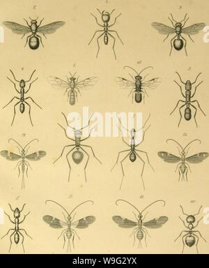 Archiv Bild von Seite 98 der Hymenoptera Haütfluger (1862)