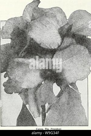 Archiv Bild von Seite 99 der Currie's Garten jährliche 62nd. Currie's Garten jährliche: 62. Jahr Frühjahr 1937 curriesgardenann 19 curr 3 Jahr: 1937 (Seite 96 CURRIE BRÜDER CO., Milwaukee, WIS CANNAS KÖNIG MIDASâClear Gelb, Grün foli-Alter. Die schönsten und größten Gelb callia in der Existenz. Stadt PORTLANDâA leuchtendem Pink; Blumen b-yrn bis zum Abwinken; Höhe, 31/2 Fuß; Laub, Grün. Ich -- König Humbert - Scarlet Blumen, ?, die 4 bronzefarbenen Blätter, größte Liebling heute. Â 5 Füße. Gelbe KÖNIG HUMBERTâFoliage ein sehr dunkles Grün. Blumen tiefen, satten Gelb, leicht beschmutzt und mit S0-gestromt Stockfoto