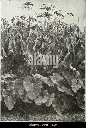 Archiv Bild von Seite 99 der Currie's Garten jährliche 62nd. Currie's Garten jährliche: 62. Jahr Frühjahr 1937 curriesgardenann 19 curr 3 Jahr: 1937 (CANNAS KÖNIG MIDASâClear Gelb, Grün foli-Alter. Die schönsten und größten Gelb callia in der Existenz. Stadt PORTLANDâA leuchtendem Pink; Blumen b-yrn bis zum Abwinken; Höhe, 31/2 Fuß; Laub, Grün. Ich -- König Humbert - Scarlet Blumen, ?, die 4 bronzefarbenen Blätter, größte Liebling heute. Â 5 Füße. Gelbe KÖNIG HUMBERTâFoliage ein sehr dunkles Grün. Blumen tiefen, satten Gelb, leicht beschmutzt und mit hellen rot gestromt, Messbereich 5 bis 7 Zoll. 4 Fuß Stockfoto