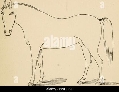 Archiv Bild von Seite der Cunningham Gerät 100 für stockmen und. Cunninghams Gerät für stockmen und Landwirte cunninghamsdevic 00 cunn Jahr: 1882 (Mängel Marke. Beschreibung Stockfoto