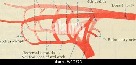 Archiv Bild ab Seite 100 von Cunningham's Lehrbuch der Anatomie (1914) Stockfoto