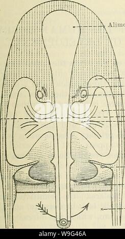 Archiv Bild ab Seite 106 von Cunningham's Lehrbuch der Anatomie (1914). Cunninghams Lehrbuch der Anatomie cunninghamstextb 00 cunn Jahr: 1914 (lungenseuche peri-kardialen Canal - HERZBEUTEL Â"-!/Herz F11;. 91. âSchema der späteren Phase der Differenzierung der Ccelom. A. von oben. B, Quer schnitt Abb. 92. âSchema eines Tkansvehse Abschnitt der Lunge bud in A . Auf der Ebene der Lunge Bud in Abb. 91. pericardial Canal (Abb. 91). Da die Lunge Knospen wachsen die Hohlräume der Lungenseuche pericardial Kanäle Anstieg in der Größe, und jeder geht nach ventral, runden die Seite der Herzbeutel in Richtung der ew-tr Stockfoto