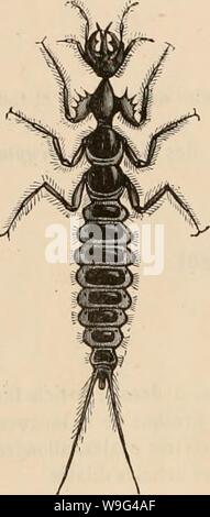 Archiv Bild ab Seite 107 der Encyclopédie d'histoire naturelle; ou, "traité Stockfoto