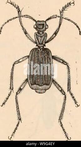 Archiv Bild ab Seite 108 der Encyclopédie d'histoire naturelle; ou, "traité Stockfoto