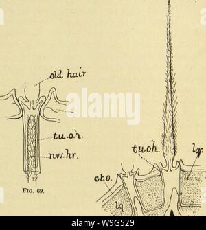 Archiv Bild von Seite 112 des amerikanischen Spinnen und Ihre Spinnerei Stockfoto