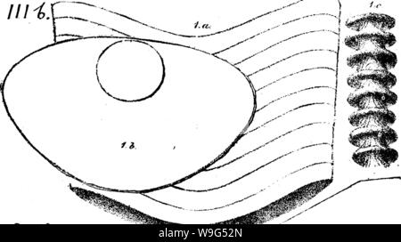 Archiv Bild von Seite 112 Wörterbuch der Fossilien Stockfoto