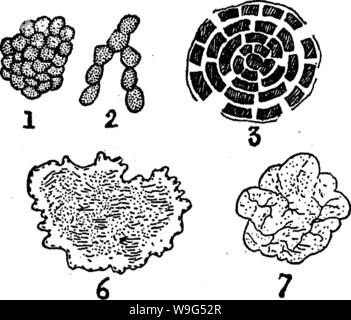 Archiv Bild ab Seite 112 der Bakteriologie und Mykologie von Lebensmitteln Stockfoto