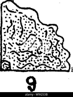 Archiv Bild ab Seite 112 der Bakteriologie und Mykologie von Lebensmitteln Stockfoto