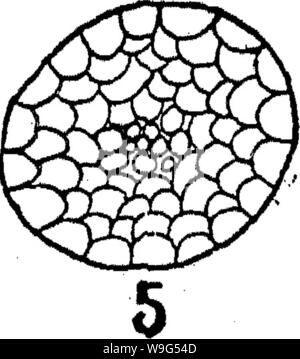 Archiv Bild ab Seite 112 der Bakteriologie und Mykologie von Lebensmitteln Stockfoto