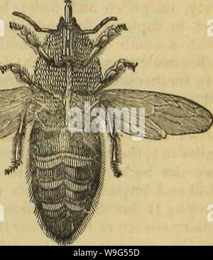 Archiv Bild von Seite 112 des Insekt Architektur (1846) Stockfoto