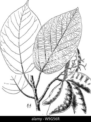 Archiv Bild von Seite 112 des Indischen Bäume ein Konto Stockfoto