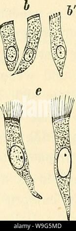 Archiv Bild von Seite 117 des Cursus der normalen Histologie zur Stockfoto