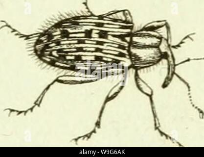 Archiv Bild ab Seite 122 von [Curculionidae] (1800) Stockfoto