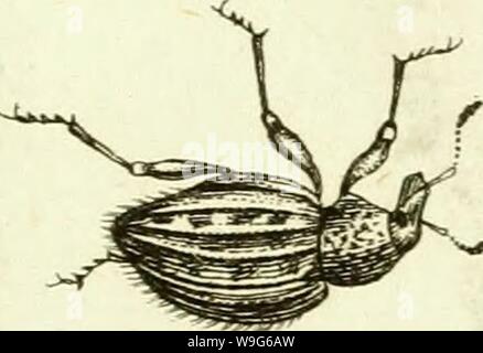 Archiv Bild ab Seite 122 von [Curculionidae] (1800) Stockfoto