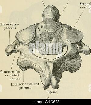 Archiv Bild ab Seite 125 von Cunningham's Lehrbuch der Anatomie (1914). Cunninghams Lehrbuch der Anatomie cunninghamstextb 00 cunn Jahr: 1914 (92 OSTEOLOGIE. Häufig wird entwickelt, bilden eine Brücke von Knochen auf, die Umwandlung der Nut in einen Kanal, durch den der A. vertebralis und der Ramus posterior des suboccipital Nerv Pass - ein Zustand, der normalerweise bei in vielen Tieren. Es ist bemerkenswert, dass die Nuten der beiden höchsten Spinalnerven Verfahren hinter die Gelenkfortsätze liegen, an Stelle von vorne, wie in anderen Teilen der Spalte. Den Ring durch die seitlichen gebildet Stockfoto