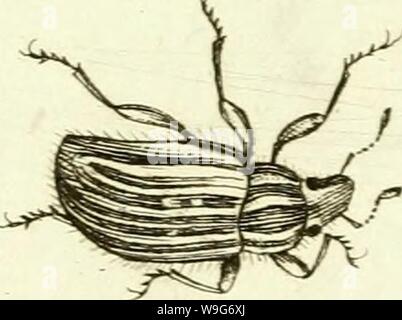 Archiv Bild ab Seite 126 [Curculionidae] (1800) Stockfoto