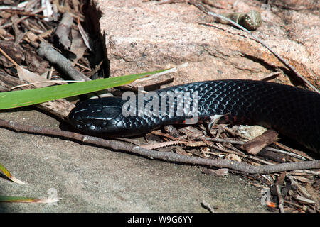 Sydney Australien, Australian red bellied Black Snake Nahrungssuche im Garten Stockfoto