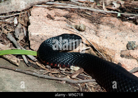 Sydney Australien, Australian red bellied Black Snake Nahrungssuche im Garten Stockfoto