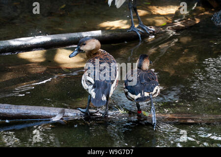 Sydney Australien, wandernde Pfeifen Enten auf einem Baumstamm im Stream von fließendem Wasser Stockfoto