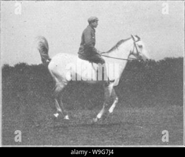 Archiv Bild ab Seite 131 der Punkte des Pferdes; ein Stockfoto