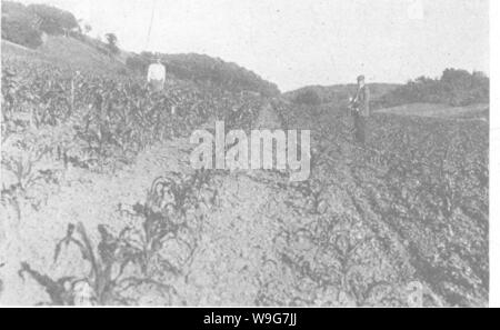 Archiv Bild ab Seite 131 der produktiven Böden; die Grundlagen der Stockfoto