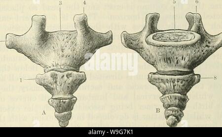 Archiv Bild ab Seite 132 von Cunningham's Lehrbuch der Anatomie (1914). Cunninghams Lehrbuch der Anatomie cunninghamstextb 00 cunn Jahr: 1914 (Das STEISSBEIN. 99 dünn und spitz zulaufend unter, wo Sie Anlagen liefern für die leistungsstarken sacro-knötchenförmige Bänder (O.T. große sacro-ISCHIADICUS). Das darmbein Gelenkflächen werden beschrieben als Congelador in Form (facies auricularis), und die seitlichen Teile durch die ersten drei sakralen Wirbel gebildet überlagern, obwohl diese Vereinbarung haftet Gentestgesetz Variation. Hintere Kopfeinheit zu den Congelador Oberfläche der Knochen ist rauh und durch drei verschiedene depressi narbig Stockfoto