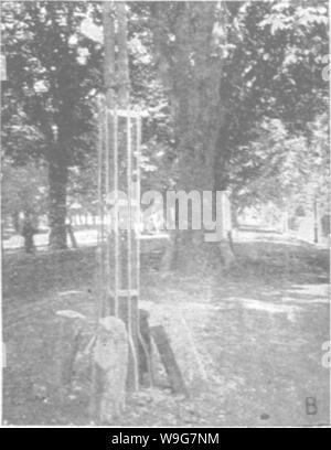 Archiv Bild ab Seite 132 Der Pflege der Bäume in Stockfoto