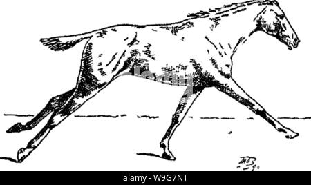 Archiv Bild ab Seite 132 der Punkte des Pferdes; ein Stockfoto
