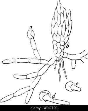 Archiv Bild ab Seite 133 der Prinzipien der Anatomie und Stockfoto