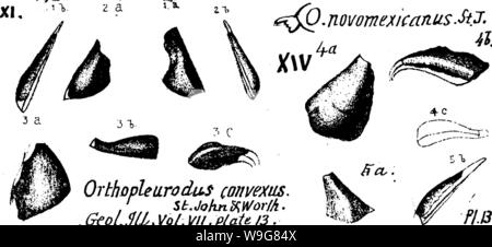 Archiv Bild ab Seite 137 ein Wörterbuch der Fossilien Stockfoto