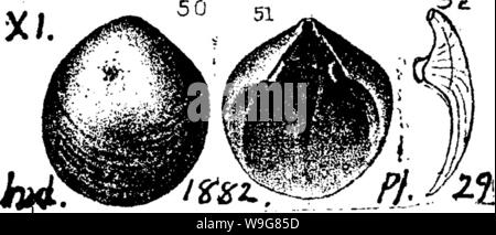 Archiv Bild ab Seite 137 ein Wörterbuch der Fossilien Stockfoto