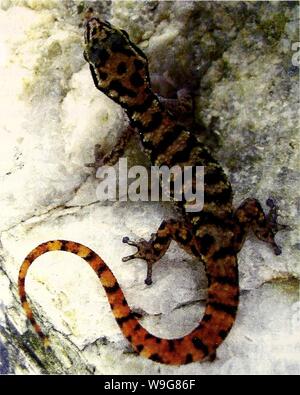 Archiv Bild von Seite 137 des aktuellen Herpetologie (2000) Stockfoto