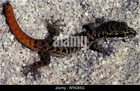 Archiv Bild von Seite 137 des aktuellen Herpetologie (2000) Stockfoto