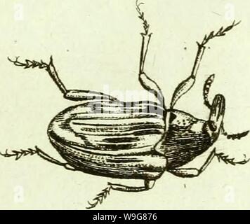 Archiv Bild ab Seite 138 von [Curculionidae] (1800) Stockfoto