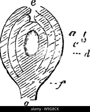 Archiv Bild ab Seite 139 von Prinzipien der Anatomie und Stockfoto