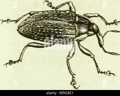 Archiv Bild ab Seite 140 von [Curculionidae] (1800) Stockfoto