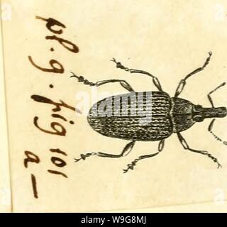 Archiv Bild ab Seite 142 von [Curculionidae] (1800) Stockfoto