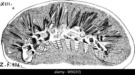 Archiv Bild ab Seite 147 ein Wörterbuch der Fossilien Stockfoto