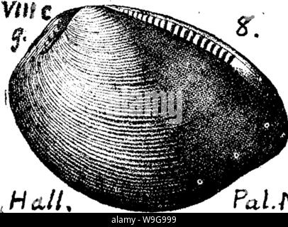 Archiv Bild von Seite 148 Wörterbuch der Fossilien Stockfoto