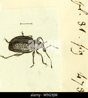 Archiv Bild ab Seite 152 [Curculionidae] (1800) Stockfoto