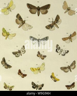 Archiv Bild von Seite 152 Cheshuekrylyi͡a (Lepidoptera) (1874) Stockfoto