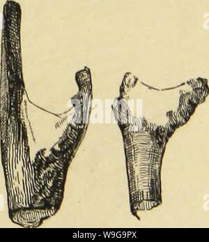 Archiv Bild von Seite 154 des amerikanischen Spinnen und Ihre Spinnerei Stockfoto