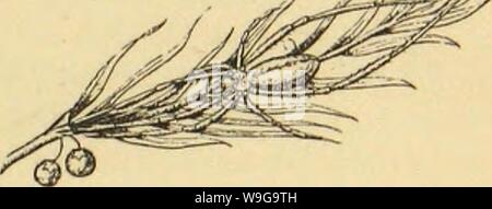 Archiv Bild von Seite 154 des amerikanischen Spinnen und Ihre Spinnerei Stockfoto