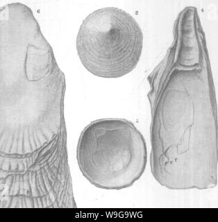 Archiv Bild ab Seite 155 von Mollusca und Krebstiere der Stockfoto