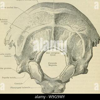 Archiv Bild ab Seite 155 von Cunningham's Lehrbuch der Anatomie (1914). Cunninghams Lehrbuch der Anatomie cunninghamstextb 00 cunn Jahr: 1914 (122 OSTEOLOGIE. Auf beiden Seiten des Foramen magnum; auf Ihren unter der Oberfläche Sie den condyli occipitales bezeichnet, mit dem der Schädel artikuliert, die mit der Atlas trägt. Der längliche, ovale Form, die kondylen sind so entsorgt werden, dass Ihre vorderen Extremitäten, im Einklang mit den vorderen Rand des Foramen magnum, näher beieinander liegen als die hinteren Enden, die Erweiterung so weit zurück wie die Mitte des lateralen Grenzen des foramen. Konvexe vor backwar Stockfoto